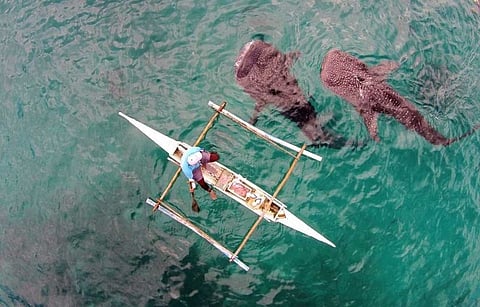 Saving Oslob’s tourism: Are we putting endangered whale sharks at risk?