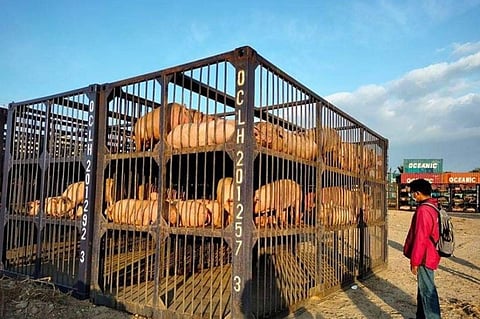 NEGROS. The Provincial Veterinary Office notes an increasing number of hogs being shipped from Negros Occidental to Luzon and other areas in the country. (Contributed Photo)