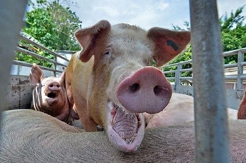 Piglets returned to Negros amid hog ban in Cebu