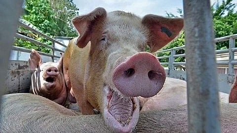 Piglets returned to Negros amid hog ban in Cebu 