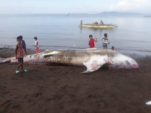 NEGROS. A dead whale shark was found inside the fish pen in Pulupandan town over the weekend. (Eren Borja Photo)