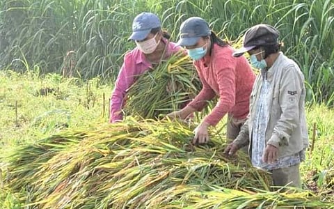 
CONTRIBUTOR. The biggest driver of the net employment loss during the period is agriculture, as typhoon Jolina affected some 30,000 hectares of agricultural land across the regions of Central Luzon, Calabarzon, Mimaropa, Bicol, Western Visayas, Central Visayas and Eastern Visayas. It contributed to around 900,000 employment loss in the sector. / SUNSTAR FILE 