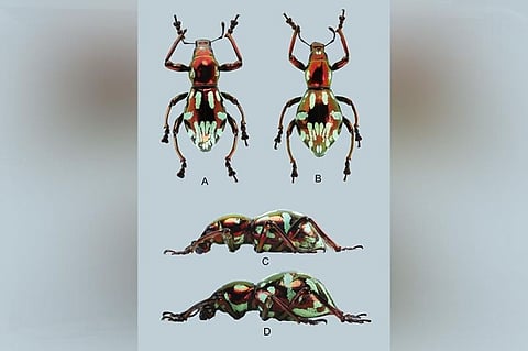 DAVAO. The Pachyrhynchus obumanuvu is named after the Obu Manuvu tribe in Davao City. The beetle's iridescent scarlet and green-black markings have coloring reminiscent of the Obu Manuvus's traditional garments. (Photo from Dr. Ann Cabras)