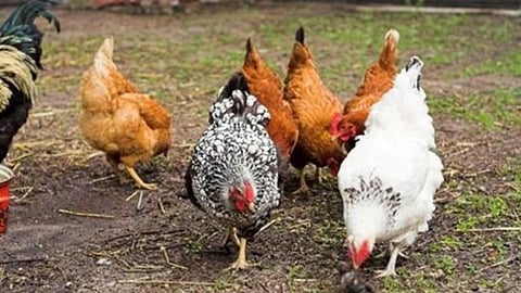 Poultry farm sa Asturias gisira, grabe’ng langaw