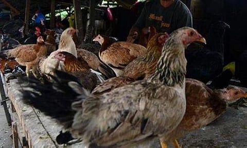 Livestock, poultry industry sa 
Sugbo mapanalipdan sa BAHA