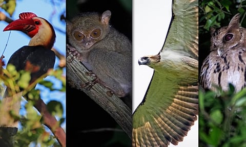 Some researchers who have joined the expeditions found threatened wildlife species that include among others Writhed Hornbill, Philippine Tarsier, Philippine Eagle, and Giant Scops Owl. (IDIS photo)