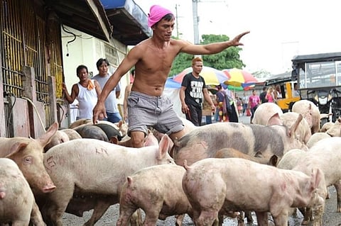 No confirmed ASF outbreak in Davao de Oro