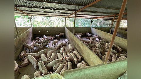 Bohol mi-ban sa mga baboy gikan sa Cebu