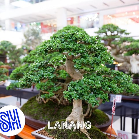 Davao hosts grandest bonsai and suiseki gab in Mindanao