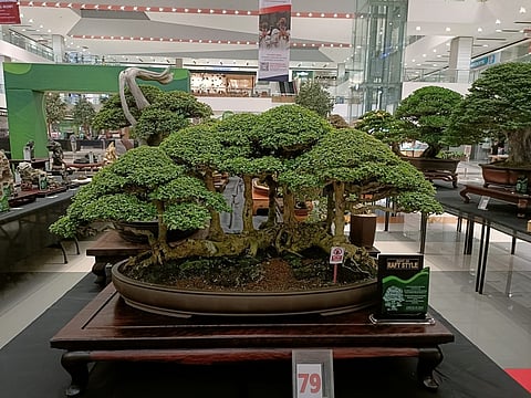 Davao hosts grandest bonsai and suiseki gab in Mindanao