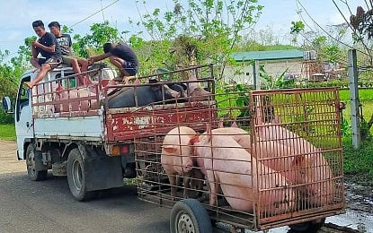 Negros Occidental Live Hog Prices Drop Due to ASF Certification Issue