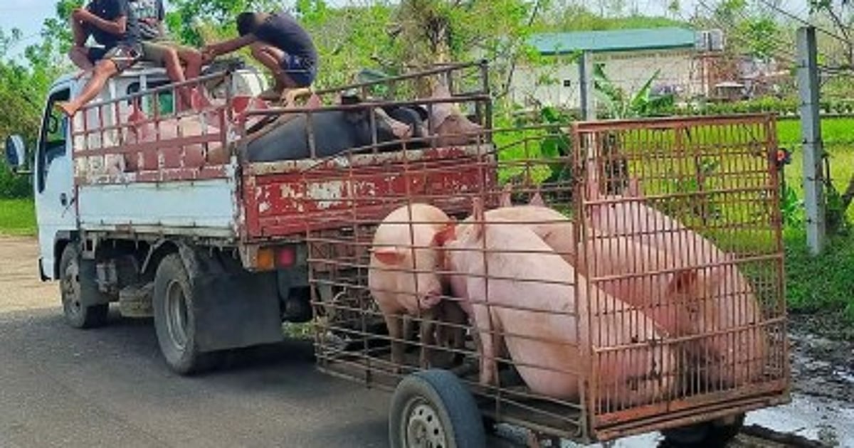 Hog Position Negros Occidental Live Hog Prices Drop Due to ASF Certification Issue