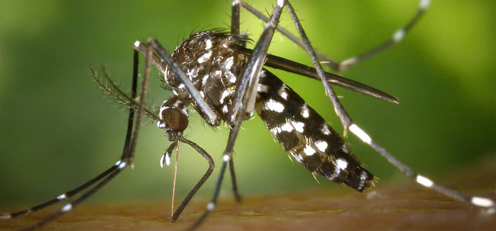 Dengue deaths rise as heat risks increase