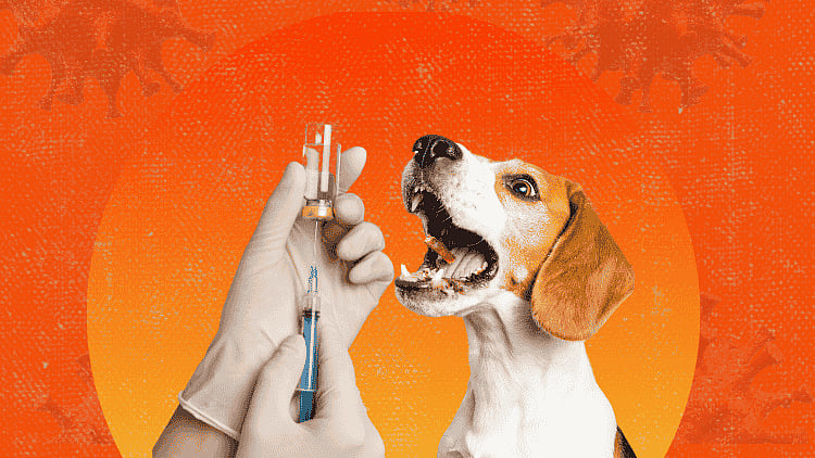 FDA warns public vs counterfeit anti-rabies vaccine