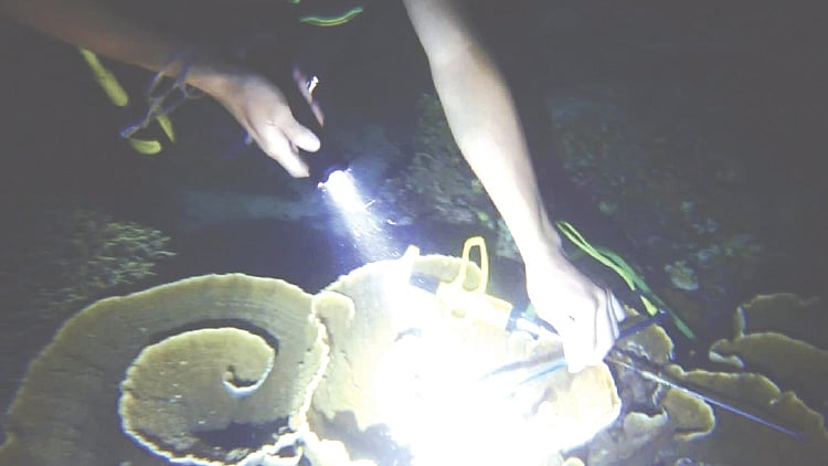 Coral-eating starfish damage Asturias reefs