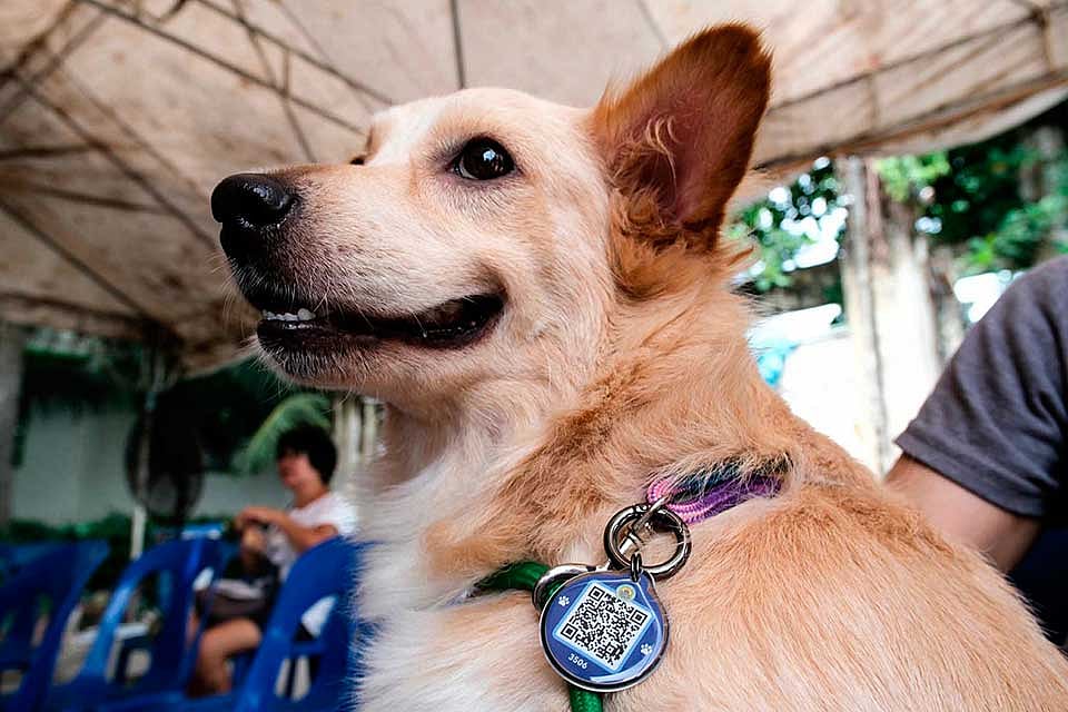 Cebu City records first human rabies death amid cr