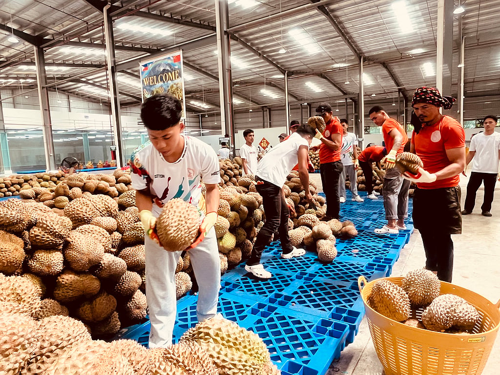 Durian Rind Processing Davao durian gains ground in China