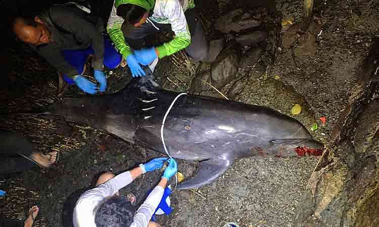 DENR-Davao urges public vigilance after dolphin stranding