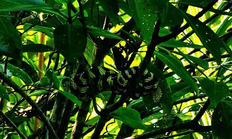 Mindanao Mangrove Snake Spotted in Baganga Forest Reserve