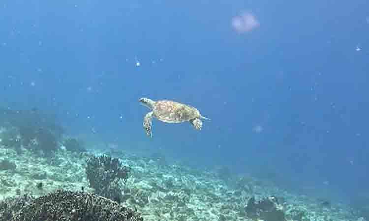 Rare Dugong and Sea Turtle Spotted in Pujada Bay, Mati City