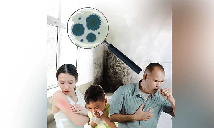 What you should know about mold in summer: Simple ways to prevent it