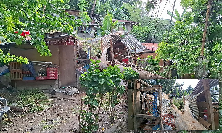 Punoan sa kahoy natumba; dalaga angol