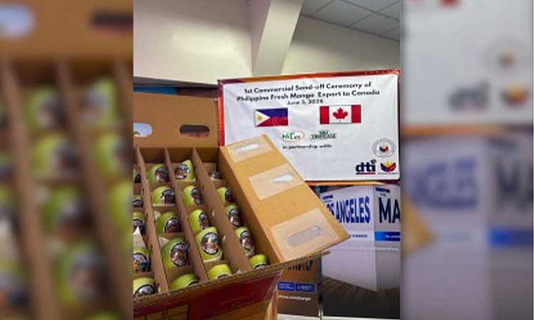 DA sends off first commercial shipment of PH mangoes to Canada