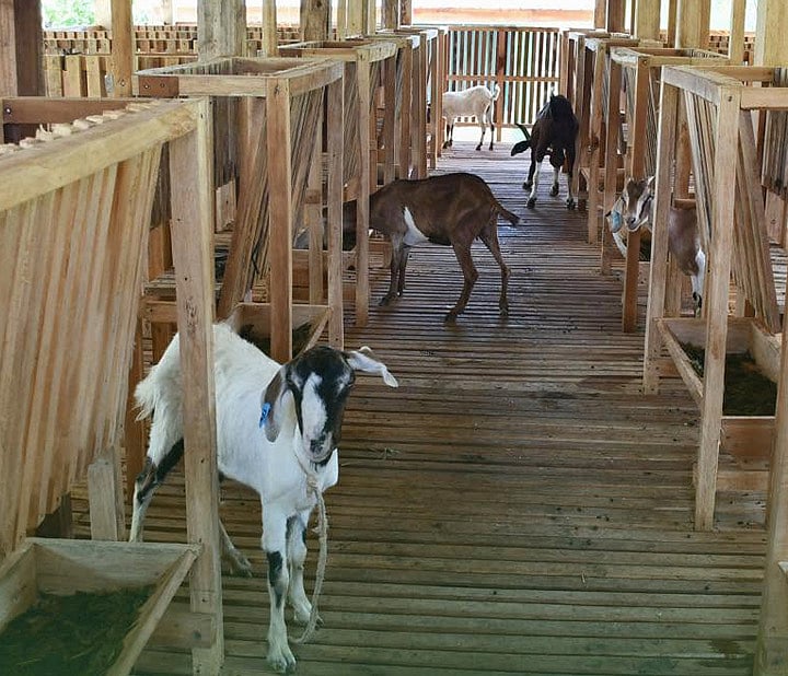 DA turns over P4.6-M goat multiplier farm in Zamboanga del Sur