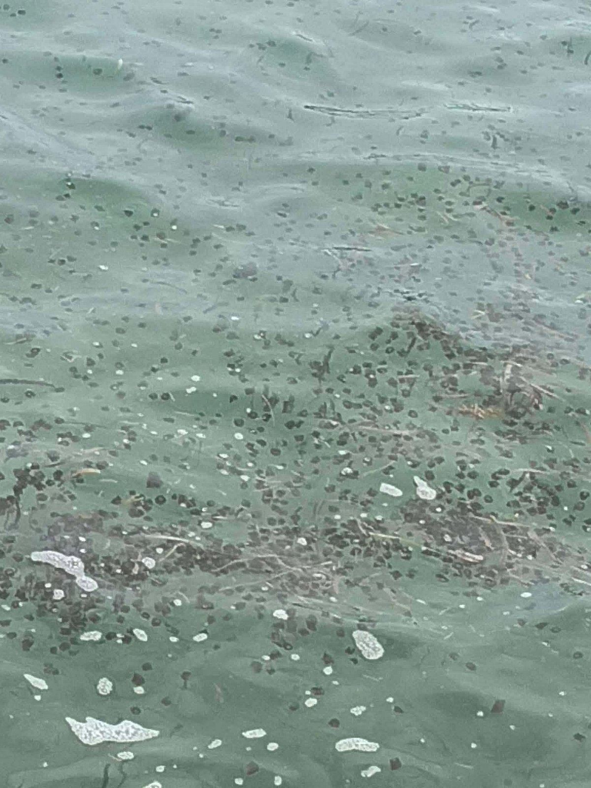 Jellyfish sightings unlikely to hurt Cebu tourism, says PTO