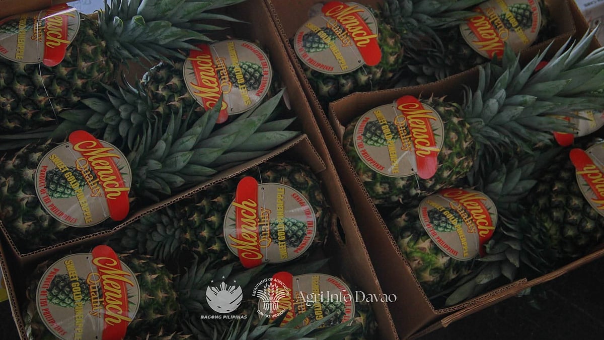 DA-Davao expands pineapple exports to Saudi Arabia