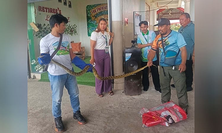 Rescued reticulated python freed in Zamboanga Sibu