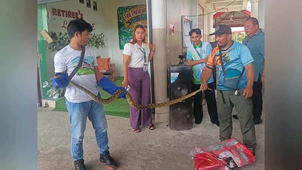 rescued python released back into wild in sorsogon |... Rescued reticulated python freed in Zamboanga Sibugay