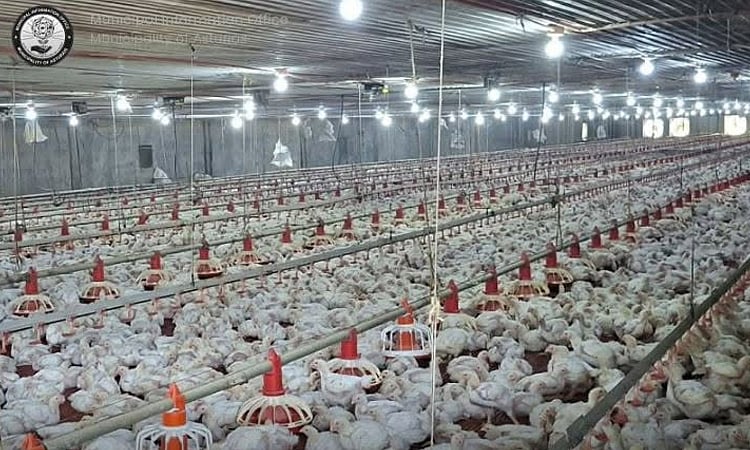 Asturias halts 3rd poultry farm amid rising fly in