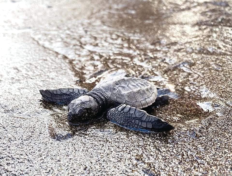 183 green sea turtle hatchlings released in Panglao, Bohol