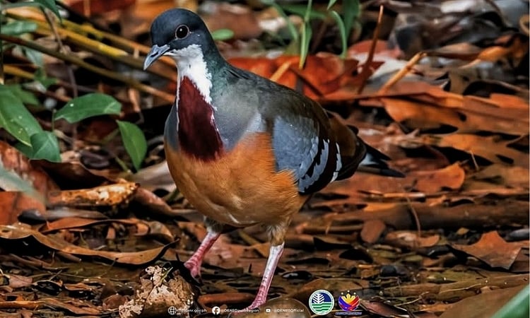 Mindanao Bleeding-Heart Sighted in Mt. Hamiguitan
