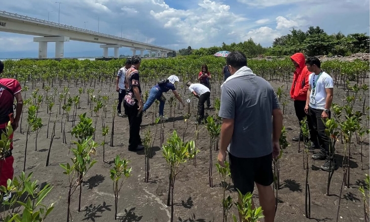 DENR-Davao Probes Destruction of 100+ Mangroves in Matina