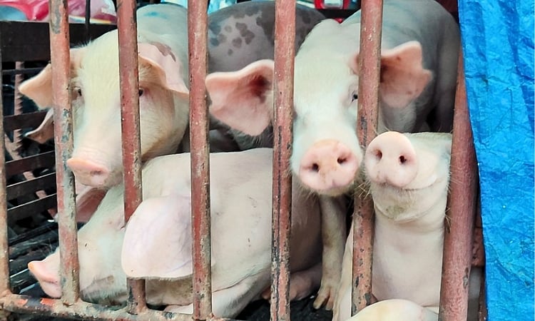 NMIS-Davao Assures Meat Supplies Remain Safe and Stable