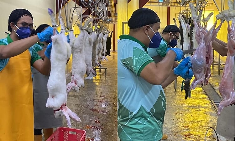 Davao City Council approves rabbit slaughter fees