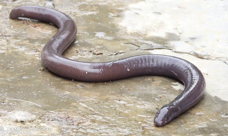 Earthworm-like amphibian spotted in Mt. Apo park