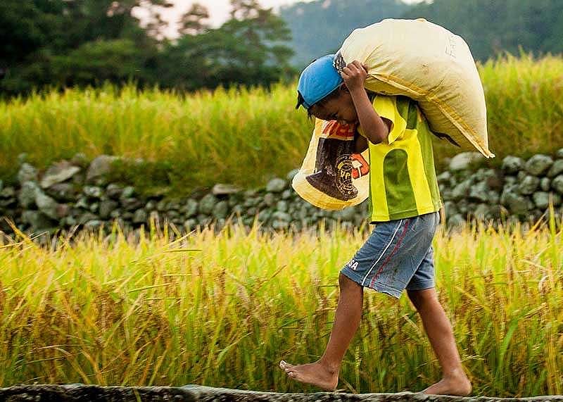 Davao City Relies Heavily on Rice Imports, Local Production Falls Short