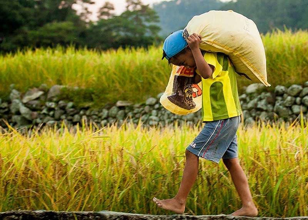 Sunstar Rice Davao City Relies Heavily on Rice Imports, Local Production Falls Short