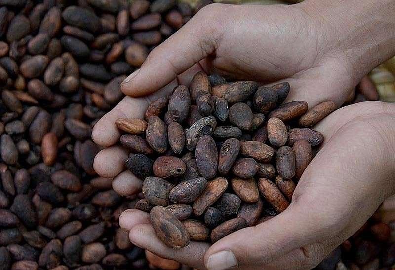 Davao City to Distribute 50,000 Cacao Seedlings to Farmers