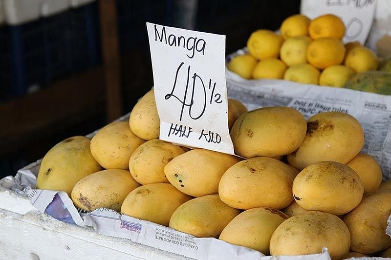 PH mango export debuts 
in North America