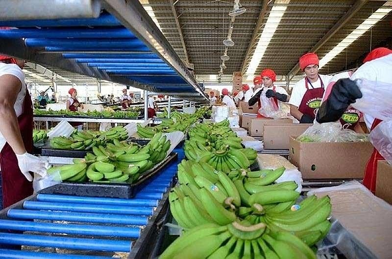 Japanese firm eyes AI boost for PH banana farms