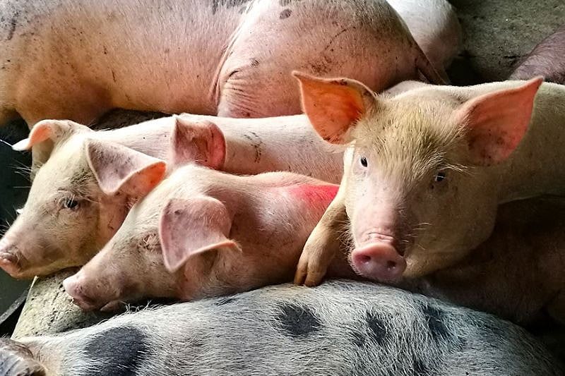 BAI issues shipping permits for hogs entering Cebu