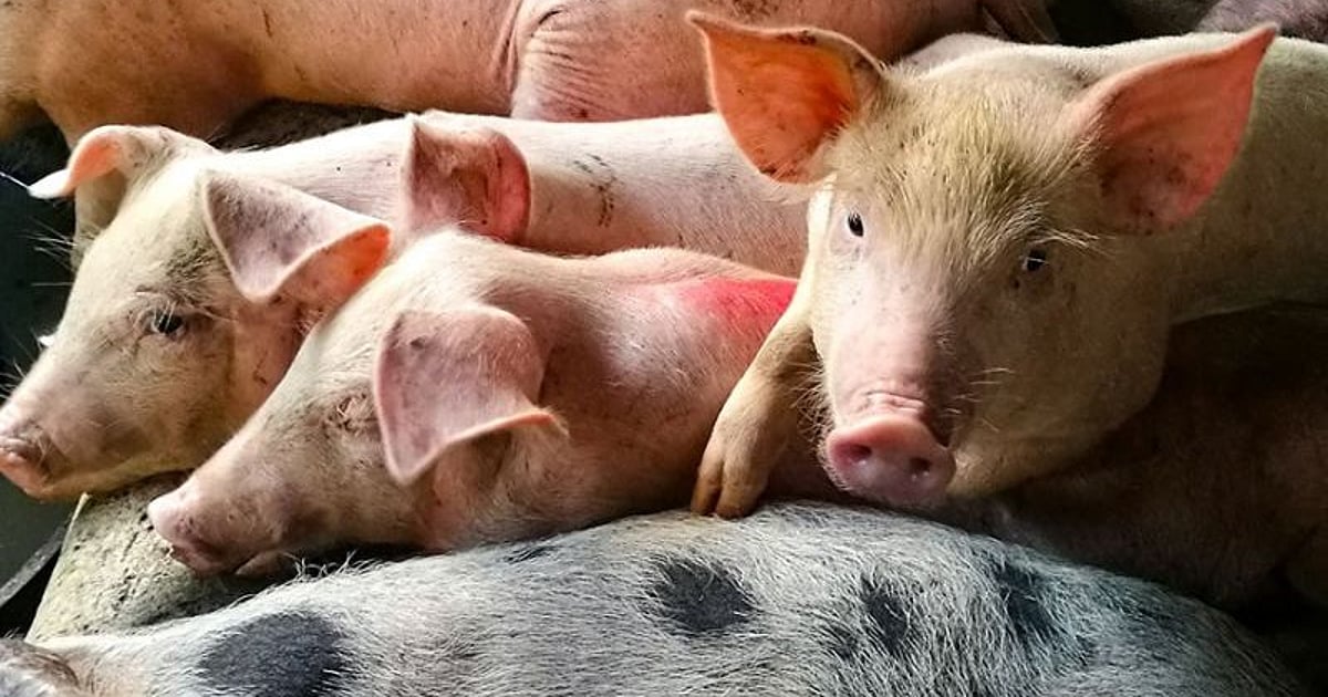 Hog Position BAI issues shipping permits for hogs entering Cebu