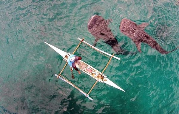 Whale shark watching padayon