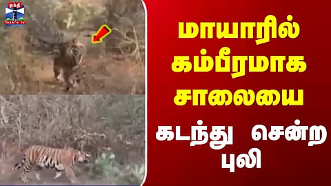 Nilgiris | மாயாரில் கம்பீரமாக சாலையைக் கடந்து சென்ற புலி