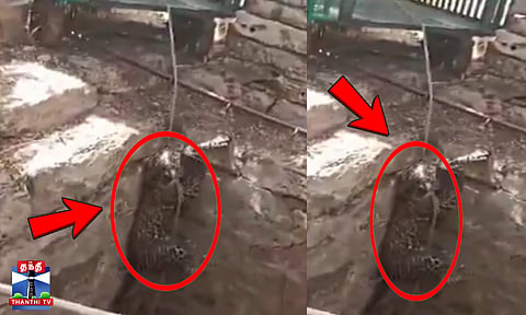 Leopard rescued after falling into a 50-foot well in Gujarat.