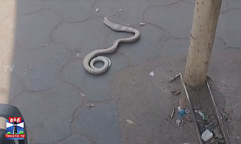 “Cobra entered a scooter… man creates a stir by catching it with bare hands and smashing it on the ground.”